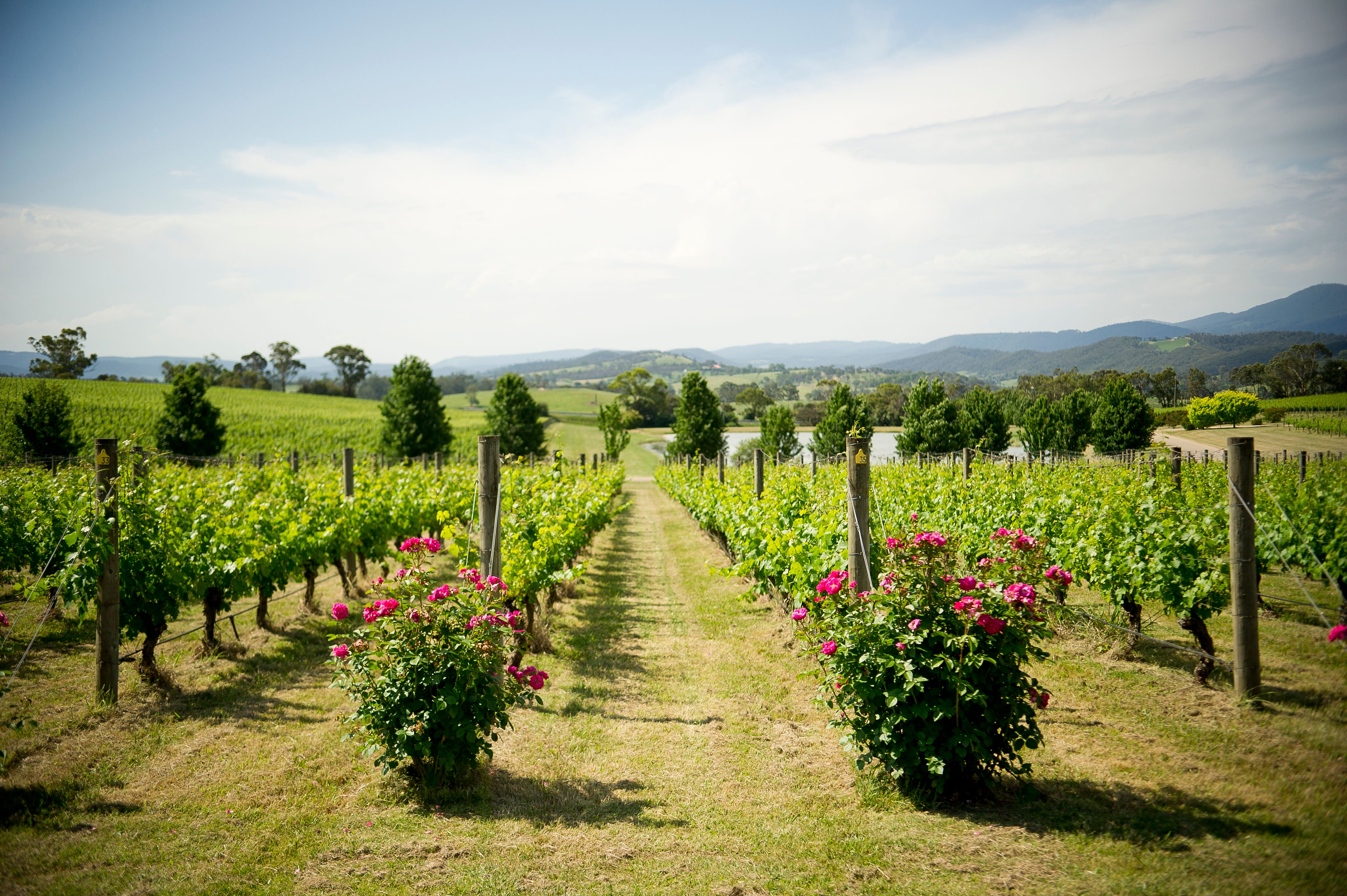 Yarra Valley Hotels 6,613 Cheap Yarra Valley Hotel Deals