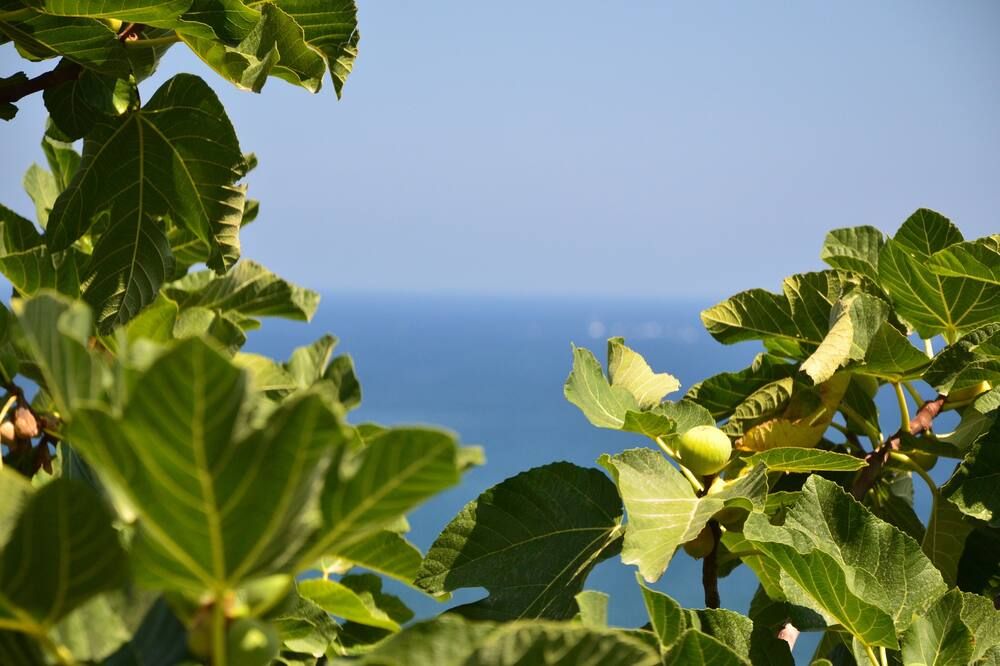 Outdoor view